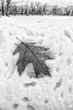 A brown leaf resting on white snow, with bare trees in the background under a cloudy sky.