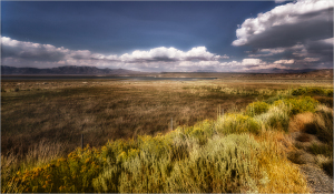 Sun bleached fields