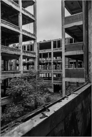 Abandoned building interior with exposed concrete and overgrown greenery.