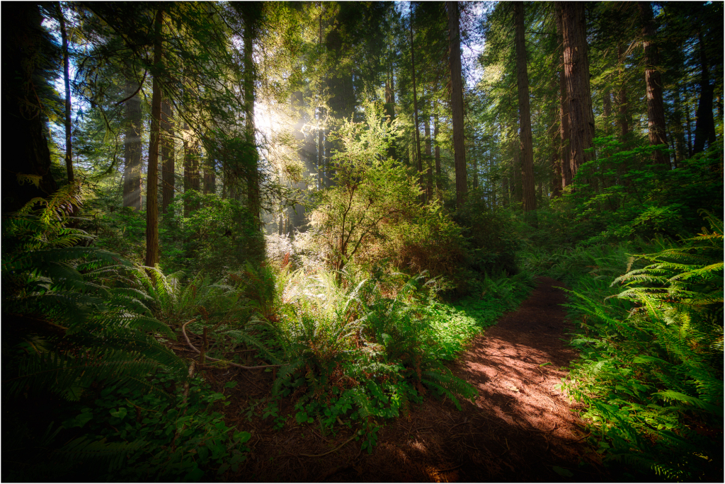 Light through the forest