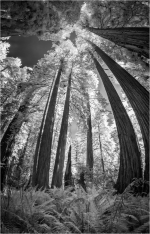 Infrared redwoods