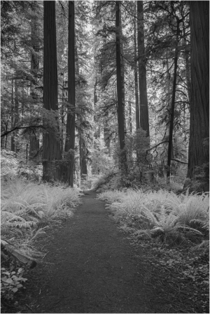 Infrared redwood forest scene