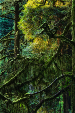 Redwood rainforest