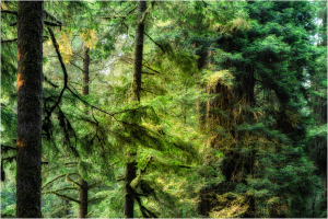 All the different shades of green