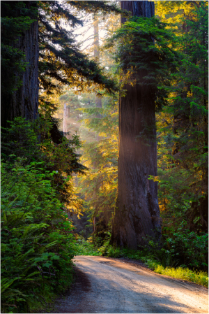 Morning light through the redwoods