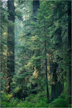 Green redwoods