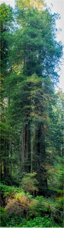 Height of the redwood trees