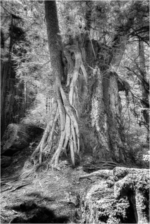 Infrared Redwood stump growing new trees.