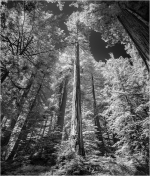 Tall trees reaching for the sky in a dense forest, captured in infrared.