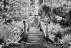 Infrared Redwood Path
