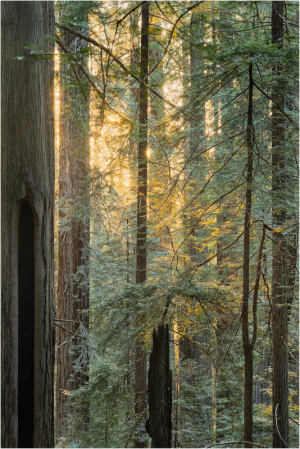 Sunlight filters through towering trees in a serene forest setting.