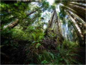 Redwood forest