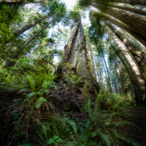 Redwood forest