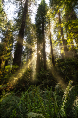 Sun rays