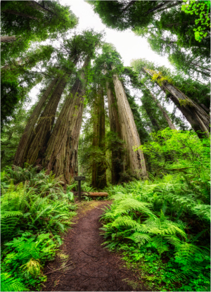 Redwood  trees