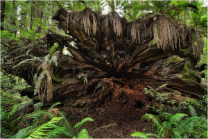 A massive tree stump surrounded by lush green ferns and forest undergrowth.