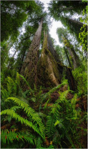 Towering trees rise above lush ferns in a dense forest, a raw embrace of nature's power.