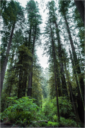 Tall trees reach for the sky in a dense, green forest.