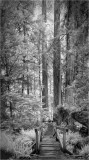 A serene forest path leads through towering trees, bathed in soft light.