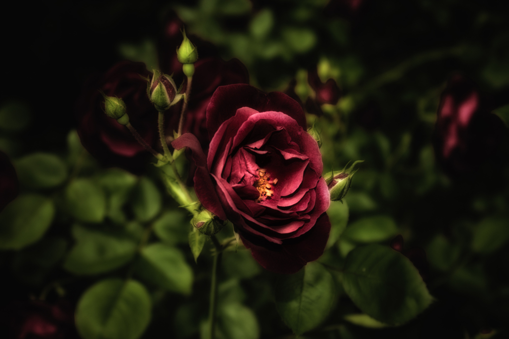 A deep red rose blooms amidst dark green leaves, exuding raw beauty.