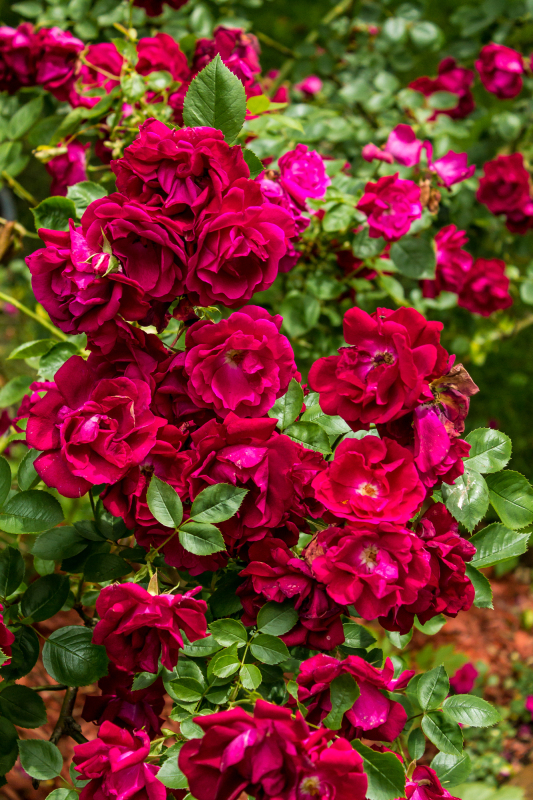 A vibrant cluster of deep red roses in full bloom, surrounded by lush green leaves.