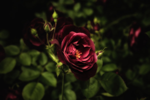 A deep red rose blooms amidst dark green leaves, exuding raw beauty.