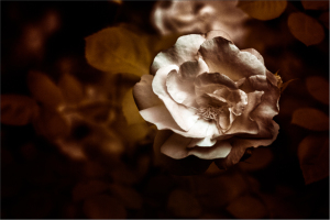 A delicate rose blooms in soft, shadowy hues, whispering secrets of the night.