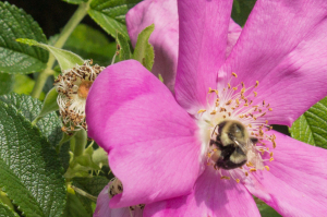 A bumblebee pollinates a vibrant pink flower amidst lush green foliage.