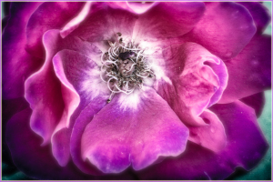 A close-up of a vibrant pink flower, showcasing delicate petals and intricate details.