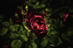 A deep red rose blooms amidst dark green leaves, exuding raw beauty.