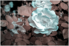 A delicate rose blooms, shimmering in ethereal hues of blue and silver.