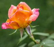 A vibrant orange and pink rose with dew drops on its petals.