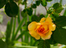 A vibrant yellow rose blooms amidst lush green leaves, showcasing nature's intricate beauty.