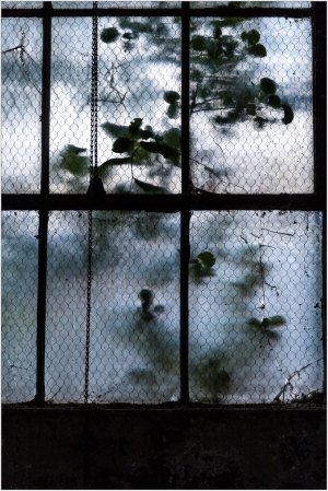 Overgrown plants twist through a dusty window, seeking the light like dreamers at dawn.