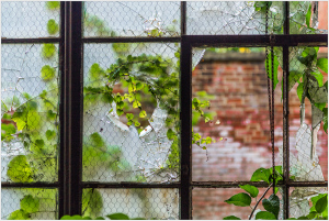 A broken window frame with vines creeping through the cracks.