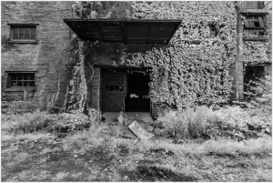 A charmingly overgrown doorway, nature's curious embrace on brickwork.