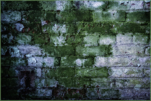 An otherworldly canvas of moss and decay, inviting surreal contemplation.
