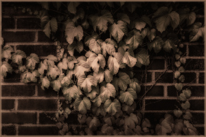Lush green ivy climbing on a weathered brick wall in sepia tones.