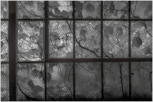 A decaying window revealing nature reclaiming industrial space.