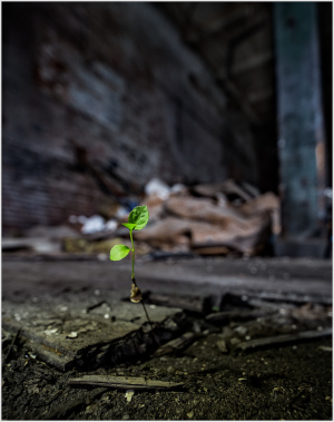 A tiny green plant sprouts from cracked concrete, surrounded by debris and shadows.