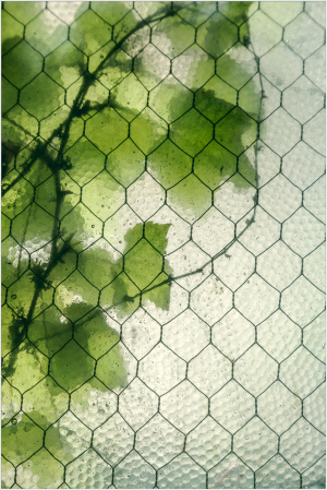 Green leaves cast shadows through hexagonal mesh, creating a delicate pattern.