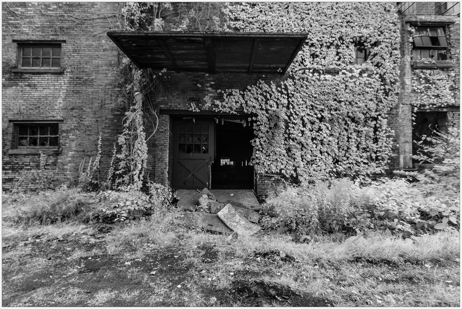 A charmingly overgrown doorway, nature's curious embrace on brickwork.