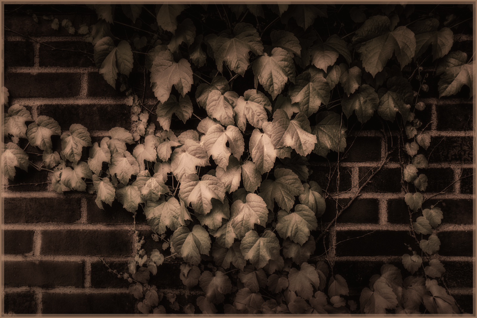 Lush green ivy climbing on a weathered brick wall in sepia tones.
