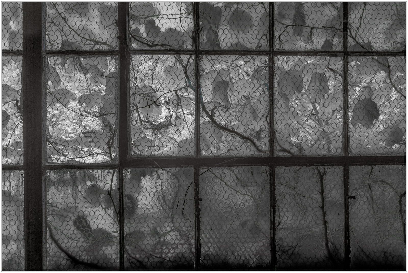 A decaying window revealing nature reclaiming industrial space.