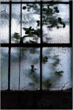 Overgrown plants twist through a dusty window, seeking the light like dreamers at dawn.