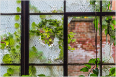 A broken window frame with vines creeping through the cracks.