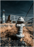 A vibrant fire hydrant stands out in an overgrown field, clock tower visible behind.