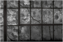 A decaying window revealing nature reclaiming industrial space.