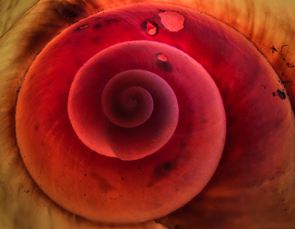 A vibrant spiral resembling a shell, swirling in shades of red and orange.