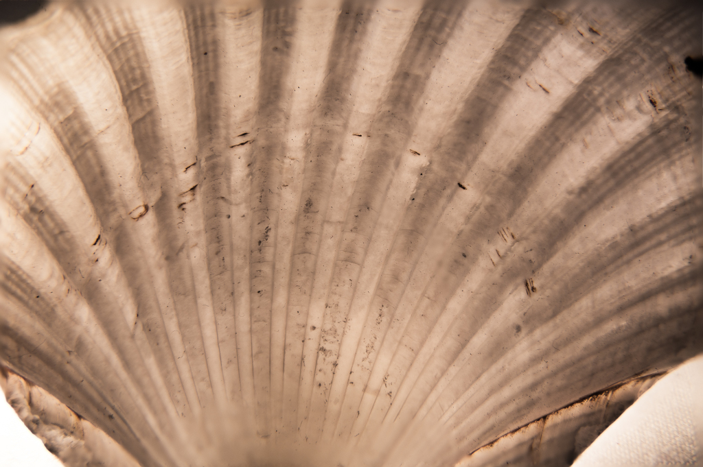 A shell's inner surface reveals a mesmerizing pattern of soft, flowing lines and textures.
